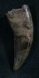 Nanotyrannus Tooth - Great Enamel #8037-1